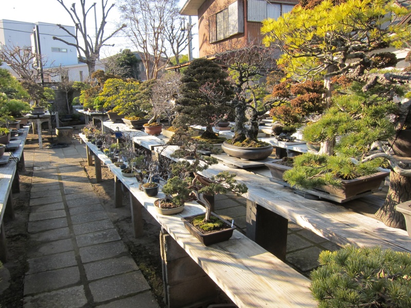 Bonsai Village  - Artist Studio / Nursery