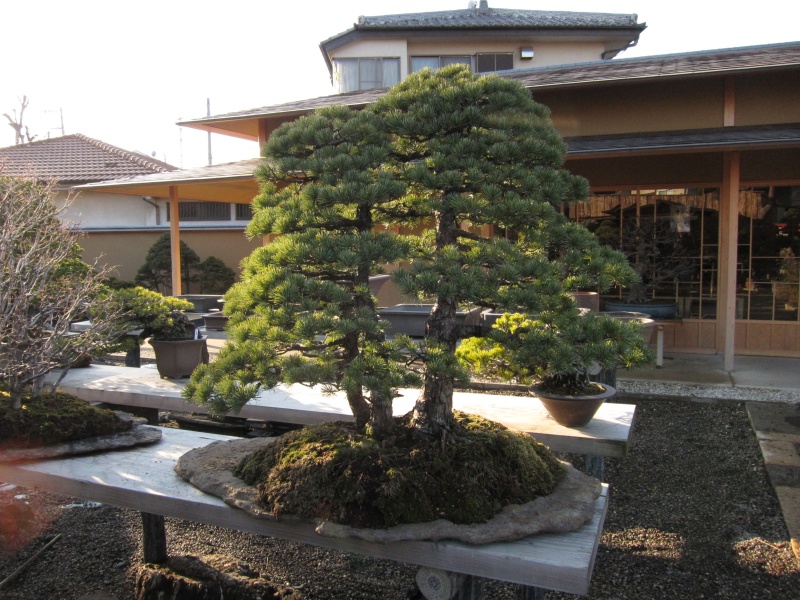 Bonsai Village  - Bonsai